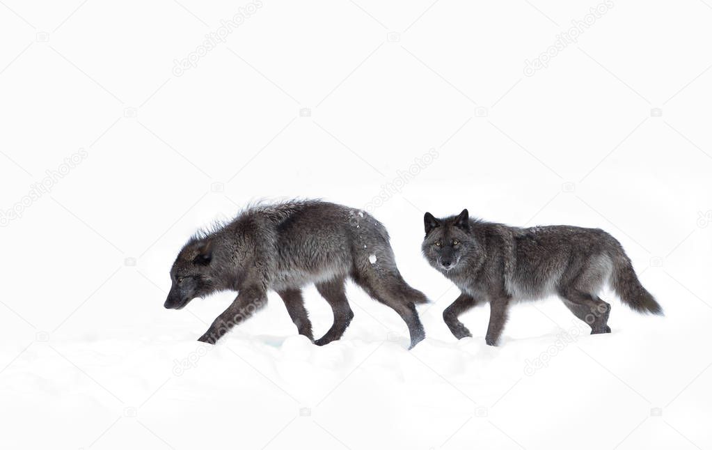 Black wolves (Canis lupus) walking in the winter snow