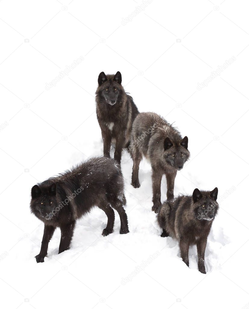Black wolves (Canis lupus) standing in the winter snow