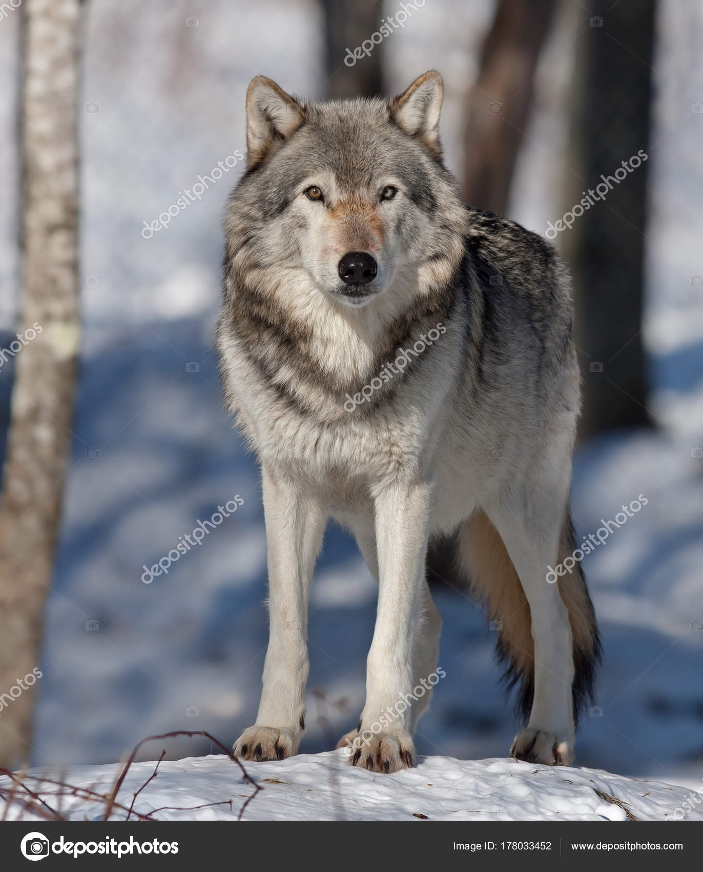 カナダの材木オオカミや冬の灰色オオカミ Canis Lupus 立って カナダの材木オオカミや冬の灰色オオカミ Canis Lupus 立って