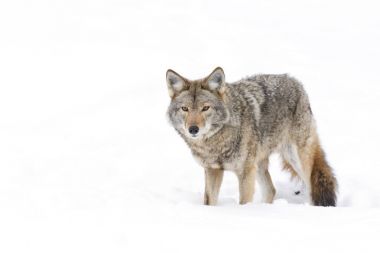A coyote walking in the winter snow in Canada