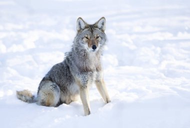 A Coyote sitting in the winter snow in Canada