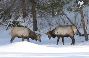 Two Elk bulls with large antlers fighting in the winter snow