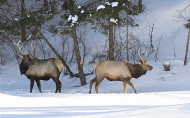 Two Bull Elk with large antlers standing in the winter snow