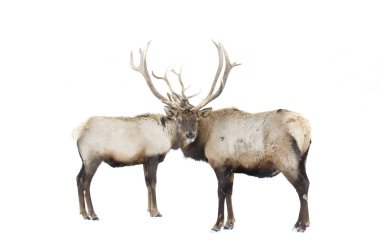 Two Elk bulls with large antlers standing in the winter snow