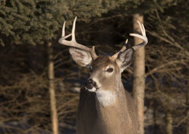 Ak kuyruklu geyik bir alan Kanada kış kar içinde ayakta buck