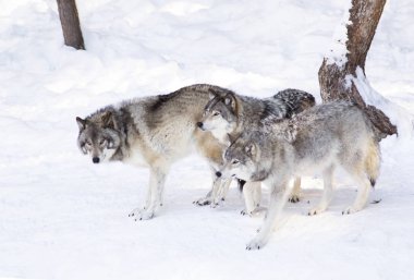 Kereste kurt ya da gri kurt (Canis lupus), beyaz arka planda, Kanada'da yağan kar ayakta kereste kurt sürüsü izole