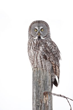 Yazı üzerine kış aylarında Kanada'da oturan büyük gri baykuş (Strix nebulosa)