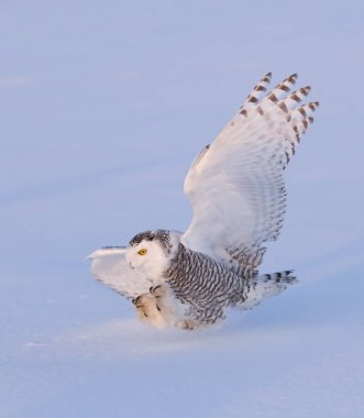Kar baykuşu (Bubo scandiacus) üzerinde bir kar ise avcılık öldürmek için içeri alan Kanada kaplı