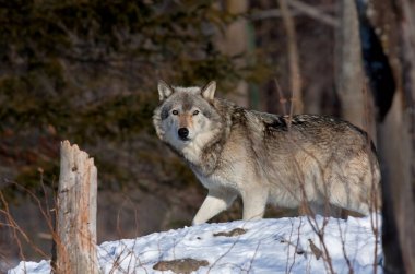 Kereste kurt ya da gri kurt (Canis lupus) Kanada kış karda yürüme
