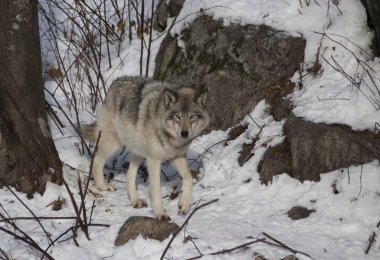 Kereste kurt ya da gri kurt (Canis lupus) Kanada kış karda yürüme