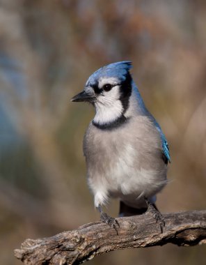 Mavi Jay - Cyanocitta cristata bir dalda bahar tünemiş
