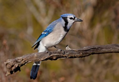 Mavi Jay - Cyanocitta cristata bir dalda bahar tünemiş