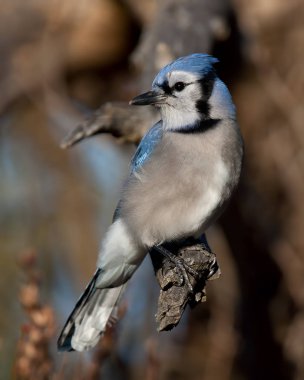 Mavi Jay - Cyanocitta cristata bir dalda bahar tünemiş