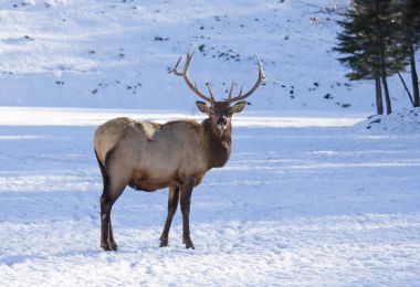 Bull Elk with large antlers standing in the winter snow