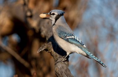 Mavi Jay - Cyanocitta cristata bir şube fıstık ile bahar tünemiş