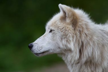 Yaz aylarında Arktik kurt (Canis lupus arctos) portre
