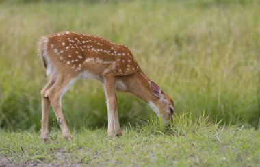 Ak kuyruklu geyik geyik yavrusu çimenli alan besleme