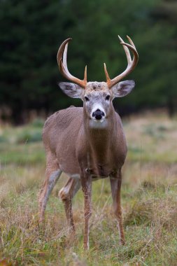 Ak kuyruklu geyik buck yılında bir sonbahar çayır