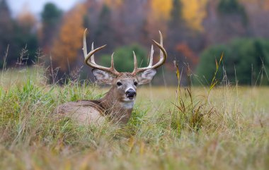 White-tailed deer buck in an autumn meadow during the rut in Canada clipart