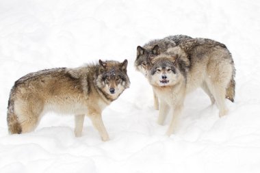 Kereste kurt ya da gri kurt (Canis lupus), beyaz arka planda, Kanada'da yağan kar ayakta kereste kurt sürüsü izole