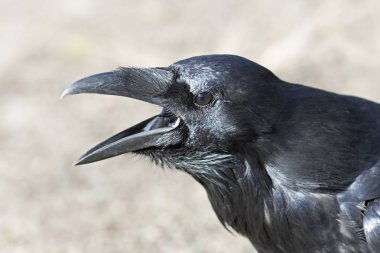 Ortak karga (Corvus corax) Algonquin Park, Amerika Birleşik Devletleri