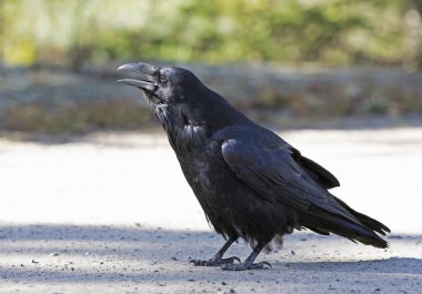 Ortak karga (Corvus corax) Algonquin Park, Amerika Birleşik Devletleri