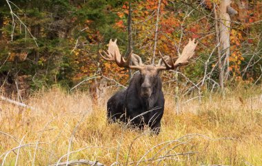 Geyik (Alces alces) bir su birikintisi sonbaharda Algonquin Park, Kanada'da otlayan boğa