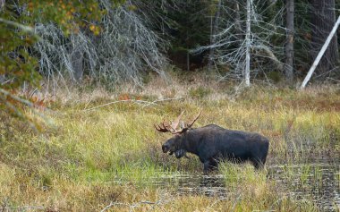 Geyik (Alces alces) bir su birikintisi sonbaharda Algonquin Park, Kanada'da otlayan boğa