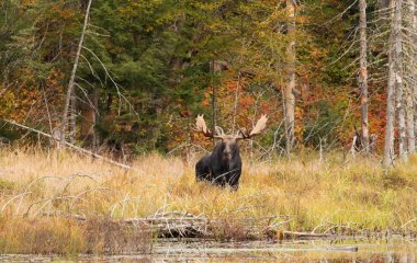 Geyik (Alces alces) bir su birikintisi sonbaharda Algonquin Park, Kanada'da otlayan boğa