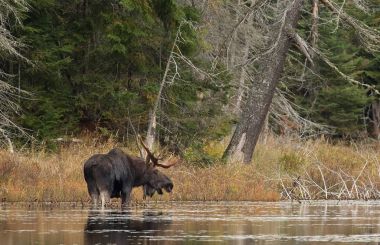 Geyik (Alces alces) bir su birikintisi sonbaharda Algonquin Park, Kanada'da otlayan boğa