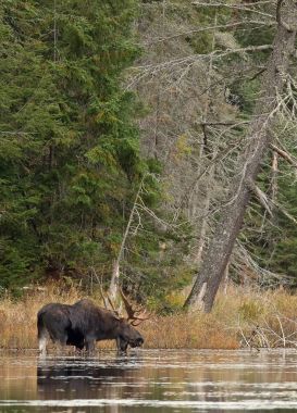 Geyik (Alces alces) bir su birikintisi sonbaharda Algonquin Park, Kanada'da otlayan boğa