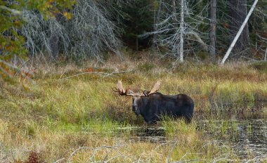 Geyik (Alces alces) bir su birikintisi sonbaharda Algonquin Park, Kanada'da otlayan boğa