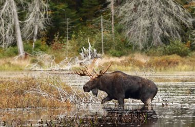 Geyik (Alces alces) bir su birikintisi sonbaharda Algonquin Park, Kanada'da otlayan boğa