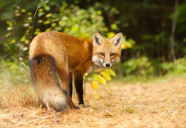 Algonquin Park, Kanada kızıl tilki (Vulpes vulpes) Güz