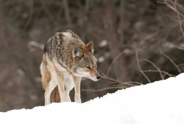 Coyote Solitario Caminando Nieve Invernal Canadá —  Fotos de Stock