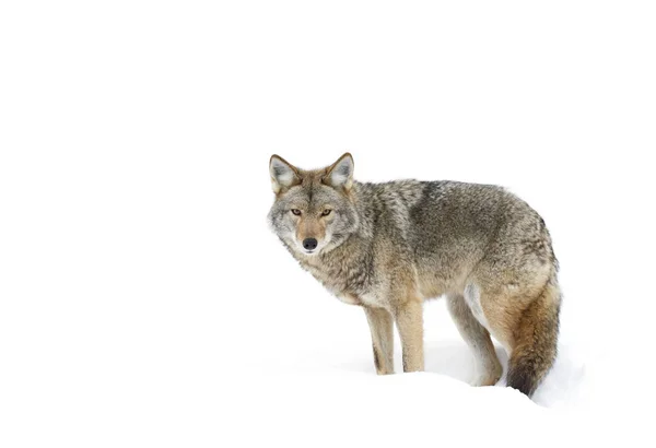 Ein Einsamer Kojote Der Winterschnee Kanada Wandert — Stockfoto