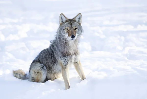 Coyote Sentado Nieve Invierno Canadá — Foto de Stock