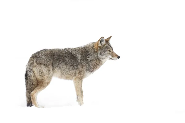 Coyote Stående Vintern Snö Kanada — Stockfoto