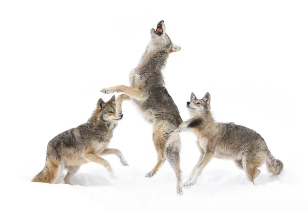 Coyotes Jumping Winter Snow — Stock Photo, Image