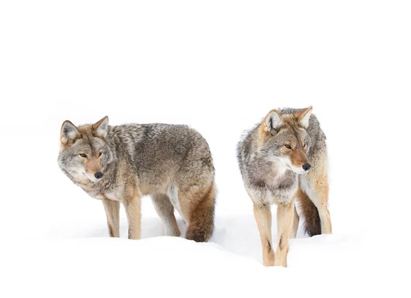 Coyotes Stående Vintern Snö Kanada — Stockfoto