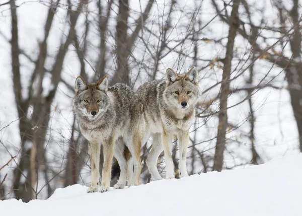 Kojoty Stojąc Zimie Śnieg Kanada — Zdjęcie stockowe