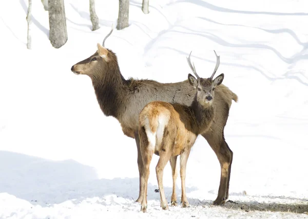 Alce Piedi Nella Neve Invernale — Foto Stock