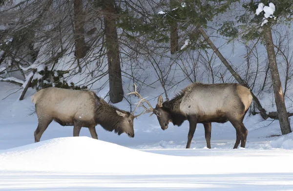 Two Elk Bulls Large Antlers Fighting Winter Snow — Foto Stock