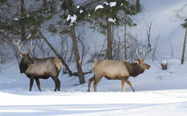 Two Bull Elk Large Antlers Standing Winter Snow — 스톡 사진