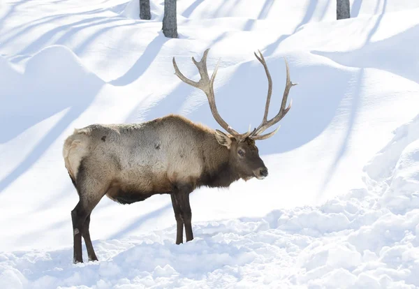 Bull Elk Large Antlers Standing Winter Snow — 스톡 사진
