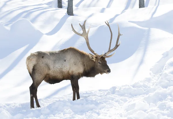 Bull Elk with large antlers standing in the winter snow