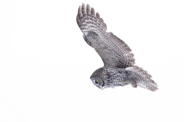 Grande Coruja Cinzenta Strix Nebulosa Voo Caça Sobre Campo Coberto — Fotografia de Stock