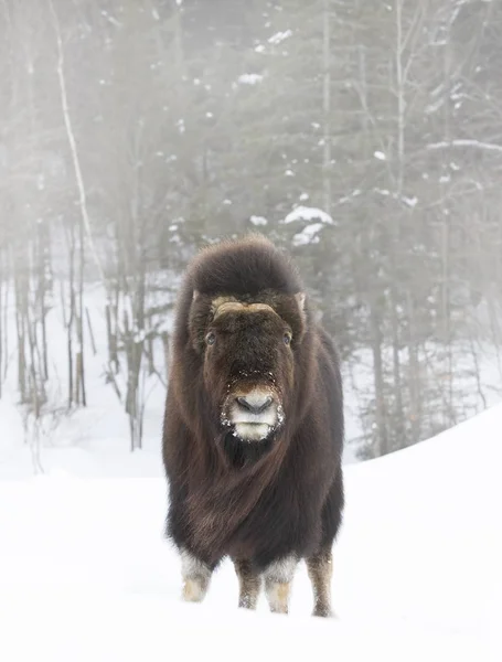 Muskox Ovibos Moschatus Standing Its Brown Coat Flowing Wind Winter — Stock Photo, Image