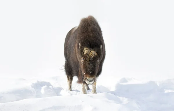 Muskox (Ovibos moschatus) standing with its brown coat in the winter snow winds in Canada