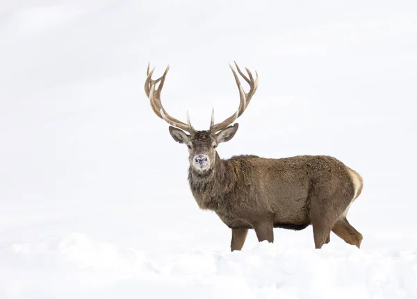 Red Deer Large Antlers Walking Winter Snow Canada — Stockfoto